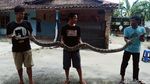 Ditangkap Warga, Ular Piton 3 Meter Ini Benar-benar Tak Berdaya