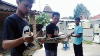Ular piton sepanjang lebih dari tiga meter itu ditangkap saat hendak melahap seekor entok dan ayam milik warga di kandang.