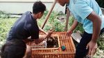 Ditangkap Warga, Ular Piton 3 Meter Ini Benar-benar Tak Berdaya
