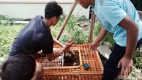 Ular tersebut diamankan di kandang plastik. 