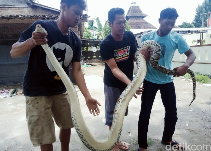 Seekor ular piton ditangkap warga di Dusun Gumukroto, Desa Sudimoro, Kecamatan Tulung, Klaten, Jawa Tengah. Ular sepanjang 3,4 meter itu ditemukan sedang melilit seekor entok milik warga.