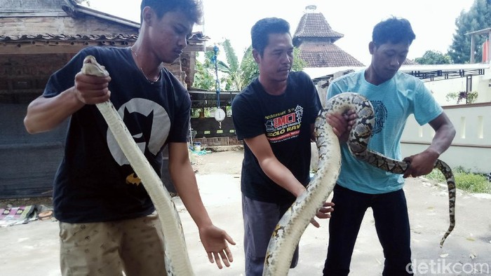 Seekor ular piton ditangkap warga di Dusun Gumukroto, Desa Sudimoro, Kecamatan Tulung, Klaten, Jawa Tengah. Ular sepanjang 3,4 meter itu ditemukan sedang melilit seekor entok milik warga.