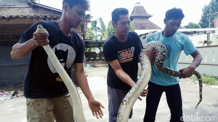 Penampakan Ular Piton 3 Meter yang Ditangkap di Klaten Seekor ular piton ditangkap warga di Dusun Gumukroto, Desa Sudimoro, Kecamatan Tulung, Klaten, Jawa Tengah. Ular sepanjang 3,4 meter itu ditemukan sedang melilit seekor entok milik warga.