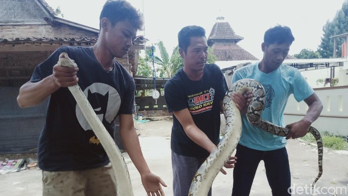Penampakan ular piton 3,5 meter yang ditangkap warga Klaten