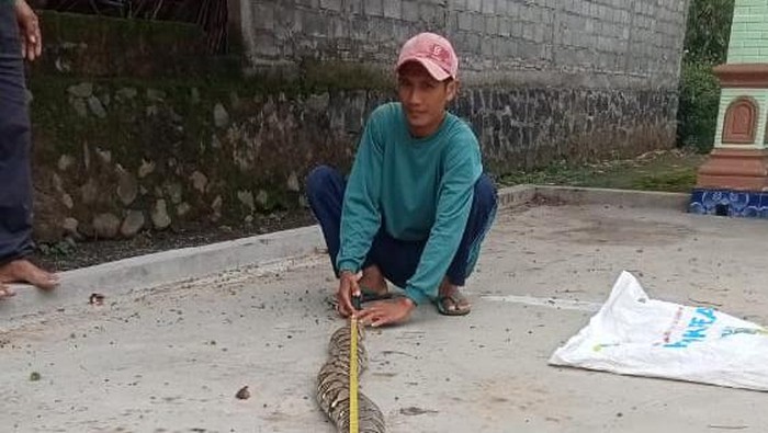 Piton temuan warga di Desa Sudimoro, Kecamatan Tulung, Klaten