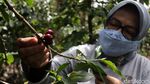 Kiprah Eti Sumiati, Petani Bandung yang Sukses Bawa Kopi Kamojang Mendunia