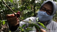 Sang srikandi tersebut menunjukkan buah kopi siap panen dan layak untuk dipetik.