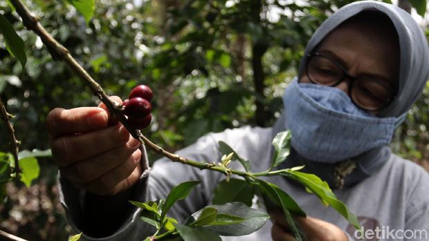 Eti Sumiati (68) dari Kelompok Tani Wanoja Coffee di Kabupaten Bandung ini telah sukses menjalankan bisnis kopi. Kini produk kopinya telah melanglang buana hingga mancanegara.