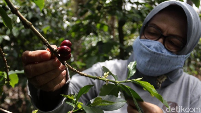 Srikandi Bandung Ini Sukses Bawa Kopi Kamojang Mendunia Eti Sumiati (68) dari Kelompok Tani Wanoja Coffee di Kabupaten Bandung ini telah sukses menjalankan bisnis kopi. Kini produk kopinya telah melanglang buana hingga mancanegara.