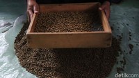 Di tempat yang harus selalu steril ini sejumlah perempuan tengah sibuk melakukan pemilihan biji kopi. Satu per satu biji kopi ini dipisahkan secara teliti.