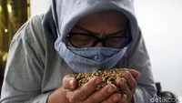 Di tempat produksi ini para pekerja akan melakukan proses penjemuran, pengeringan hingga pemilahan.