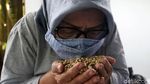 Kiprah Eti Sumiati, Petani Bandung yang Sukses Bawa Kopi Kamojang Mendunia