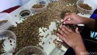Biji kopi hasil pemilihan ini disimpan di lima wadah plastik yang digunakan oleh para karyawan Eti yang bertugas melakukan pemilahan.