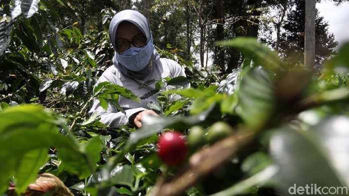 Eti Sumiati (68) dari Kelompok Tani Wanoja Coffee di Kabupaten Bandung ini telah sukses menjalankan bisnis kopi. Kini produk kopinya telah melanglang buana hingga mancanegara.