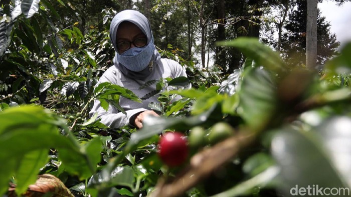 Srikandi Bandung Ini Sukses Bawa Kopi Kamojang Mendunia Eti Sumiati (68) dari Kelompok Tani Wanoja Coffee di Kabupaten Bandung ini telah sukses menjalankan bisnis kopi. Kini produk kopinya telah melanglang buana hingga mancanegara.