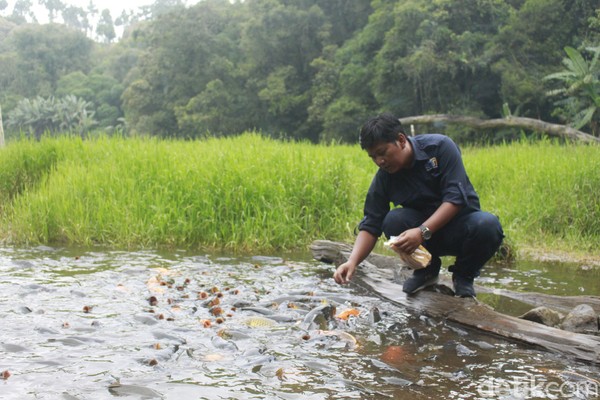 Telaga Ranjeng yang dipenuhi ikan ini berada di kaki Gunung Slamet tepatnya di Desa Pandansari, Kecamatan Paguyangan. Lokasinya berada di ketinggian 1.200 Mdpl (meter di atas permukaan laut).