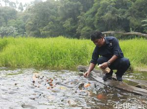 Telaga Ranjeng Berisi Ribuan Ikan Jinak, Tapi Tak Ada yang Berani Ambil