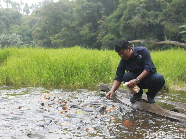 Telaga Ranjeng Berisi Ribuan Ikan Jinak, Tapi Tak Ada yang Berani Ambil