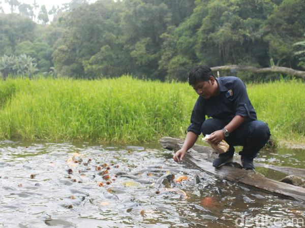 Telaga Ranjeng Berisi Ribuan Ikan Jinak, Tapi Tak Ada yang Berani Ambil
