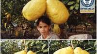 Lemon raksasa ini punya berat 5,2 dan tumbuh di Israel. Lemon ini diklaim sebagai lemon terbesar di dunia.  Foto: Brightside