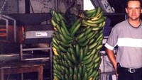Satu tandan pisang biasanya hanya berisi sekitar 20-50 buah pisang. Tetapi berbeda dengan pisang satu ini karena dalam satu tandan berisi 473 buah pisang. Wow! Foto: Brightside