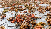 Sebelum beranjak menuju obyek wisata lain, tak ada salahnya menengok aktivitas warga yang sedang mengolah buah kemukus yang juga merupakan hasil bumi andalan Desa Kaligono. 