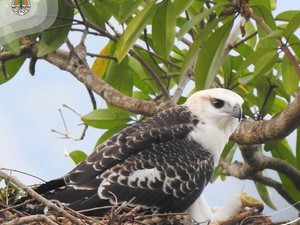 Dia Suka Mencuri Ayam Warga Kampung, Permata Terbang dari Flores