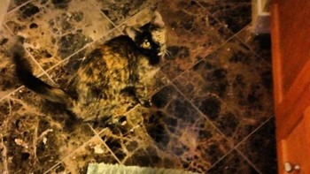 Ada apa di lantai? Foto: Boredpanda