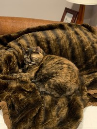 Fotoinet Awas Siwer! Foto Kamuflase yang Sulit Ditebak