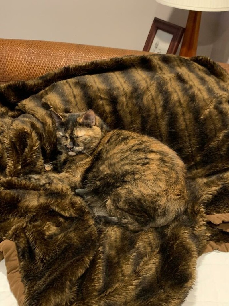 Fotoinet Awas Siwer! Foto Kamuflase yang Sulit Ditebak