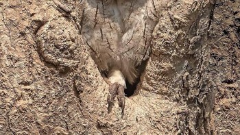 Burung hantu ini begitu menyatu dengan pohon. Foto: Boredpanda