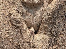 Awas Siwer! Foto Kamuflase yang Sulit Ditebak