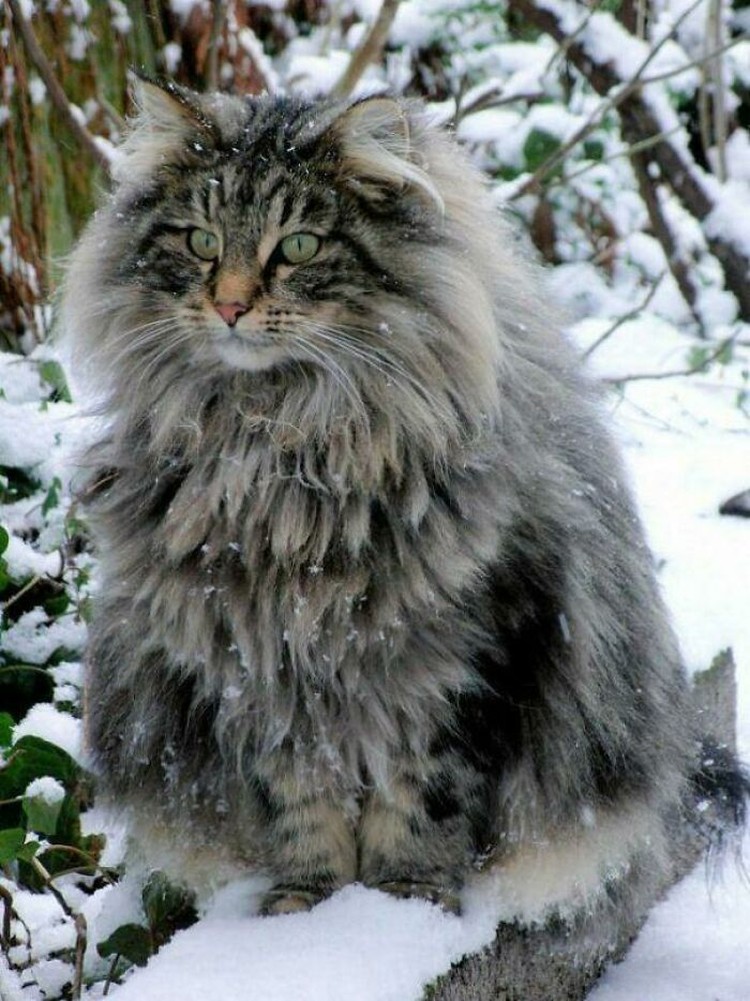 Fotoinet Kucing raksasa