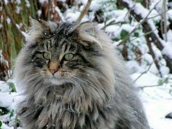 Deretan Penampakan Kucing Punya Ukuran Tubuh Jumbo