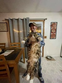 Fotoinet Kucing raksasa