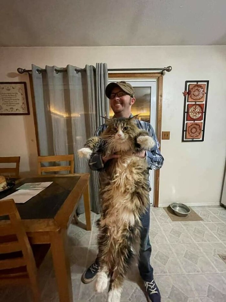 Fotoinet Kucing raksasa