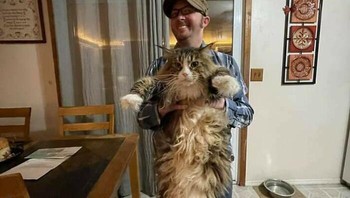 Downing mengatakan bahwa kucing yang membawa terlalu banyak berat badan memiliki peningkatan risiko berbagai masalah kesehatan. Itu sama bagi mereka seperti halnya bagi kita. Foto: Boredpanda
