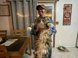 Deretan Penampakan Kucing Punya Ukuran Tubuh Jumbo