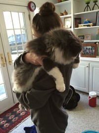 Fotoinet Kucing raksasa