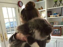 Deretan Penampakan Kucing Punya Ukuran Tubuh Jumbo