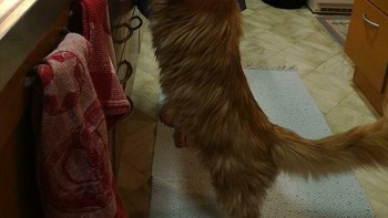 Kucing yang memiliki kelebihan berat badan berisiko terkena diabetes, masalah kandung kemih, penyakt hati, radang sendi, masalah pernapan, bahkan kanker. Foto: Boredpanda