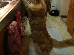 Deretan Penampakan Kucing Punya Ukuran Tubuh Jumbo