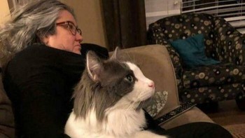 Kelebihan berat badan mempengaruhi setiap aspek kehidupan sehari-hari. Kucing yang kelebihan berat badan kurang aktif, lebih banyak tidur, dan kurang tertarik pada dunia. Foto: Boredpanda