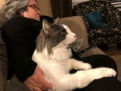 Deretan Penampakan Kucing Punya Ukuran Tubuh Jumbo