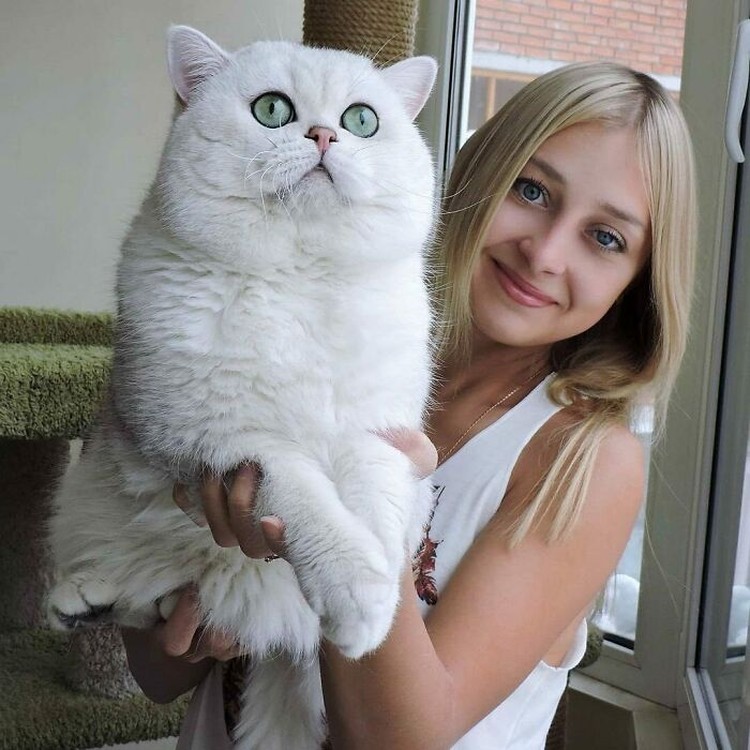 Fotoinet Kucing raksasa
