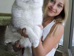 Deretan Penampakan Kucing Punya Ukuran Tubuh Jumbo