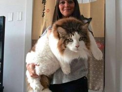 Deretan Penampakan Kucing Punya Ukuran Tubuh Jumbo