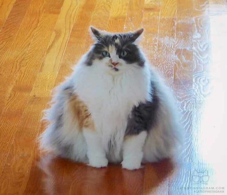 Fotoinet Kucing raksasa