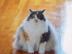 Deretan Penampakan Kucing Punya Ukuran Tubuh Jumbo