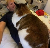Fotoinet Kucing raksasa